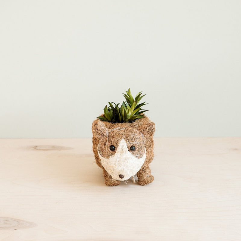 Corgi Succulent Pot