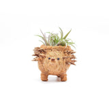 LIKHÂ Baby Hedgehog Plant Pot - Handmade Planters | LIKHÂ Planters LIKHÂ 