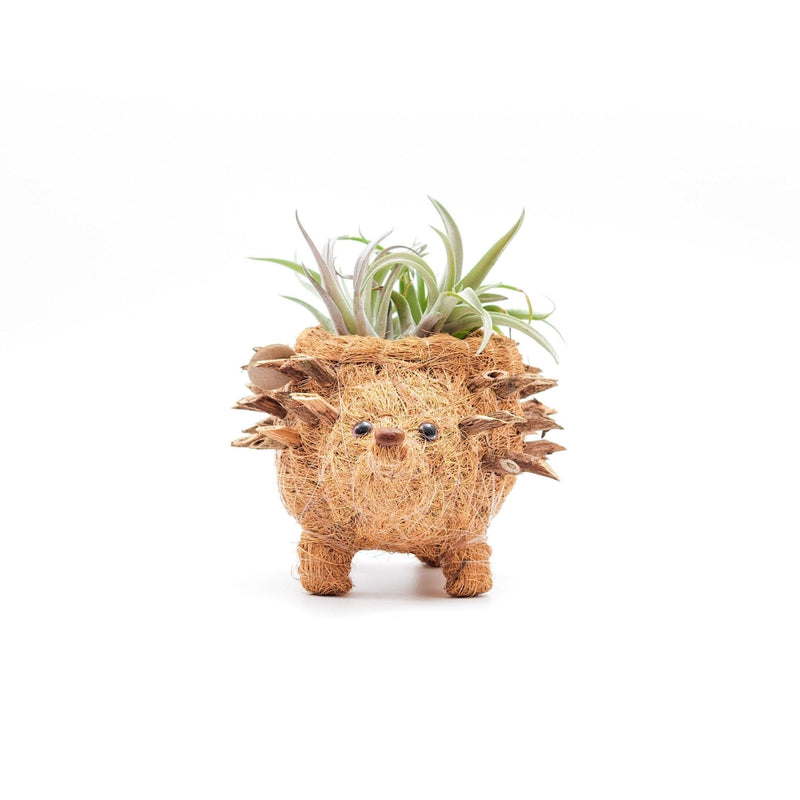 LIKHÂ Baby Hedgehog Plant Pot - Handmade Planters | LIKHÂ Planters LIKHÂ 