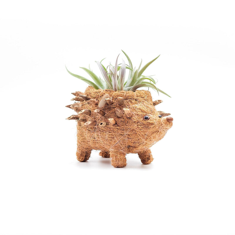 LIKHÂ Baby Hedgehog Plant Pot - Handmade Planters | LIKHÂ Planters LIKHÂ 