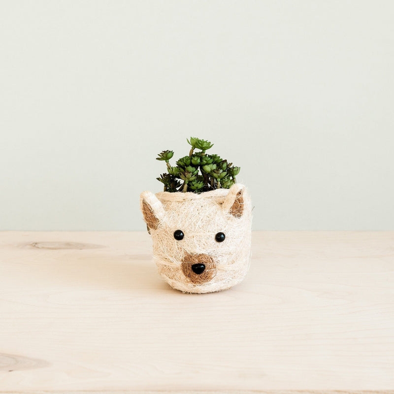 LIKHÂ Cat Succulent Planter - Animal Head Planters | LIKHÂ Planters LIKHÂ 