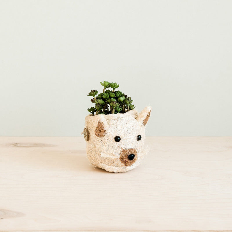 LIKHÂ Cat Succulent Planter - Animal Head Planters | LIKHÂ Planters LIKHÂ 