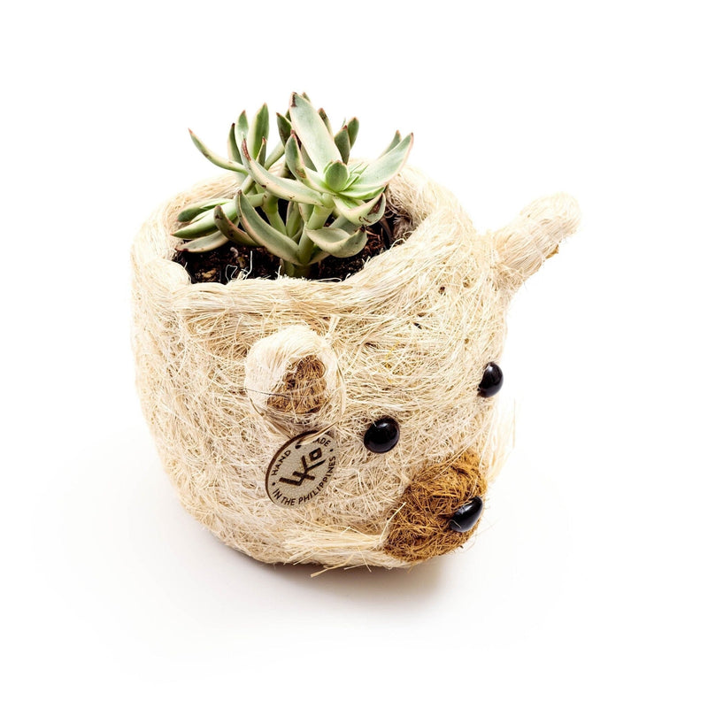 LIKHÂ Cat Succulent Planter - Animal Head Planters | LIKHÂ Planters LIKHÂ 