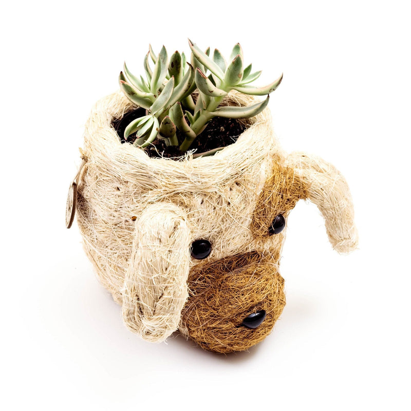 LIKHÂ Dog Succulent Planter - Animal Head Plant Pot | LIKHÂ Planters LIKHÂ 