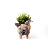 LIKHÂ French Bulldog Planter - Coco Coir Pots | LIKHÂ Planters LIKHÂ 