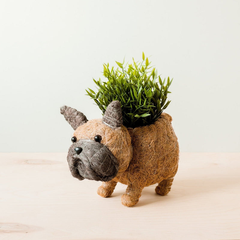 LIKHÂ French Bulldog Planter - Coco Coir Pots | LIKHÂ Planters LIKHÂ 