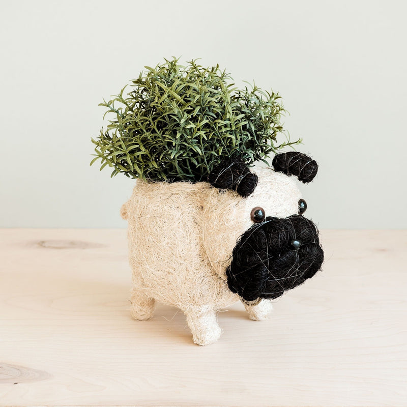 LIKHÂ Pug Planter - Coco Coir Pots | LIKHÂ Planters LIKHÂ 