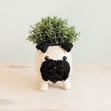 LIKHÂ Pug Planter - Coco Coir Pots | LIKHÂ Planters LIKHÂ 