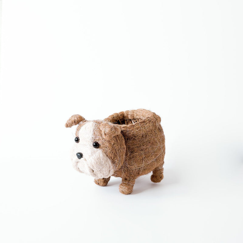 LIKHÂ English Bulldog Planter - Coco Coir Pots | LIKHÂ Planters LIKHÂ 